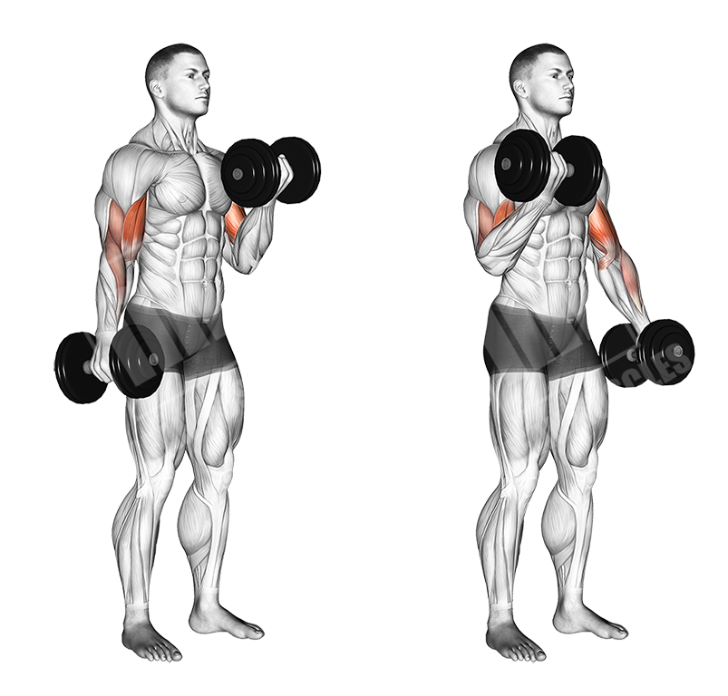 Alternate Dumbbell bicep curls