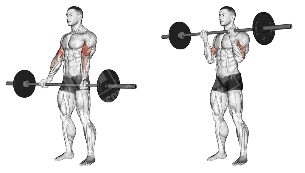 standing barbell curl