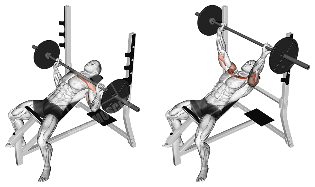 Barbell incline bench press