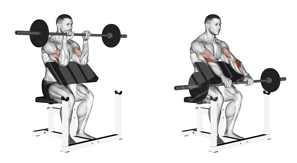 Barbell reverse preacher curl