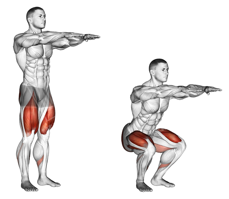 bodyweight squat