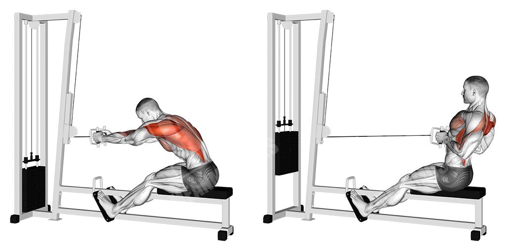 seated cable rows