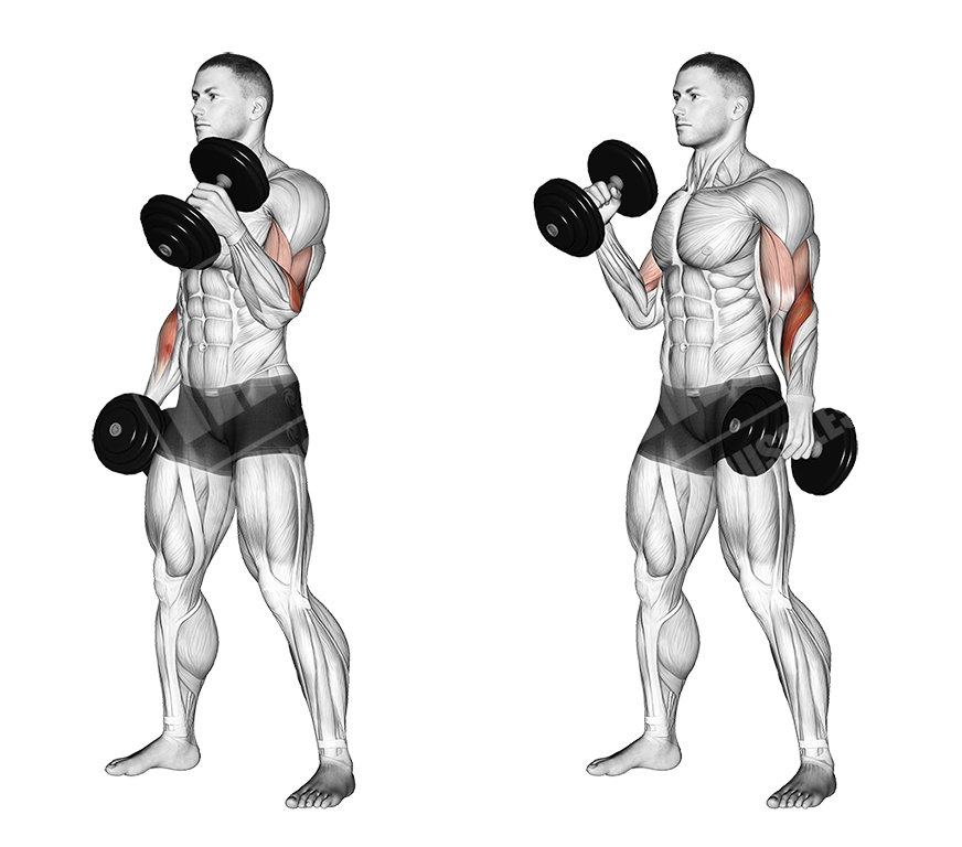 Dumbbell hammer curl