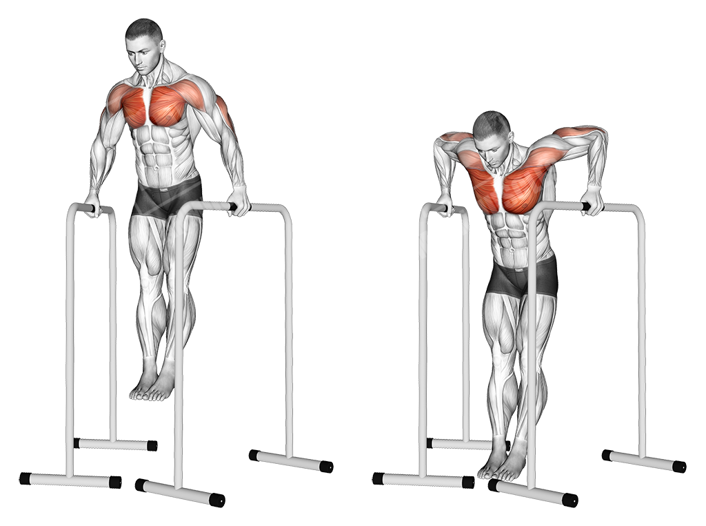 Parallel bar dips