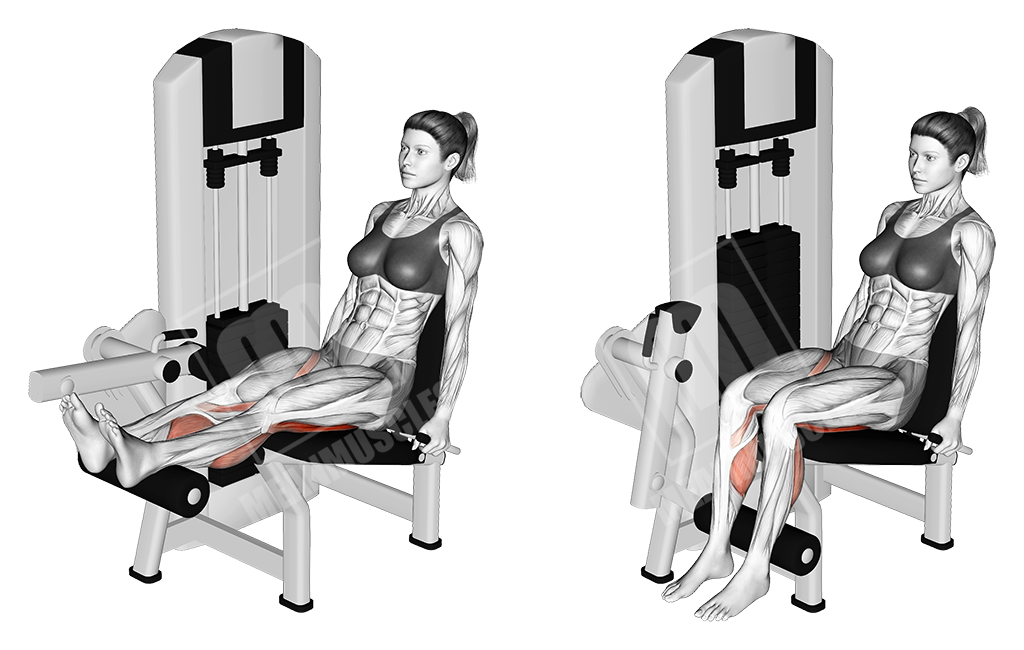 seated hamstring curls female