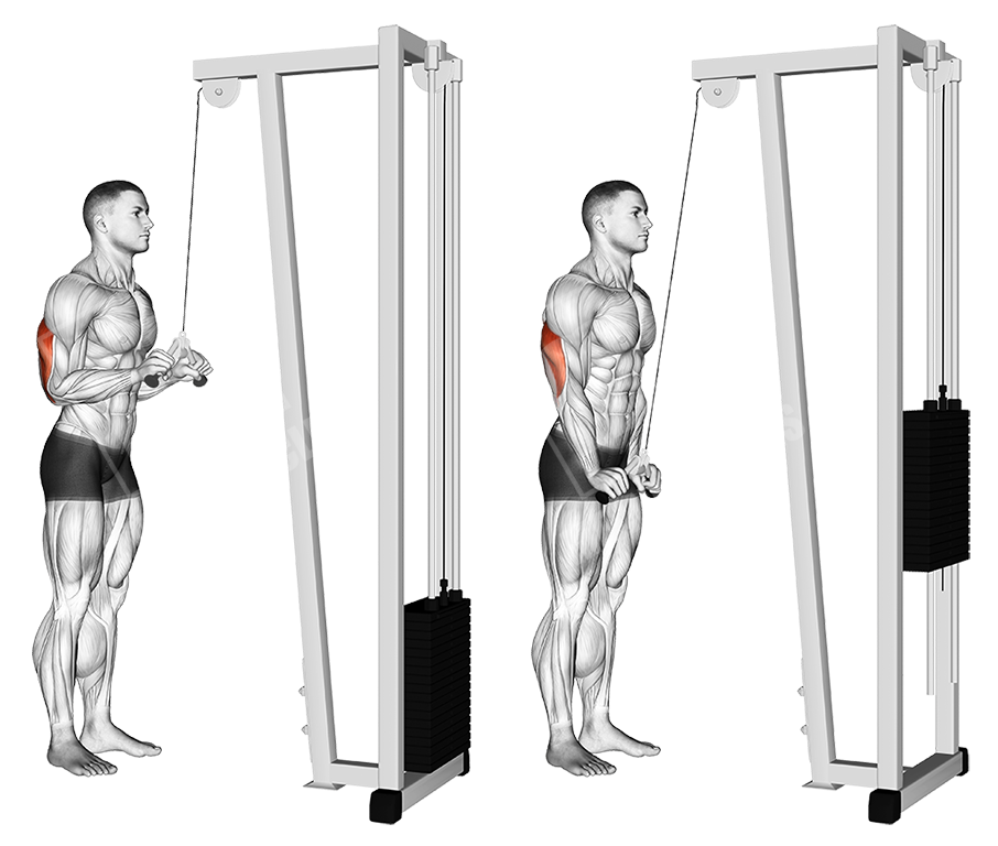 V bar cable triceps pushdown